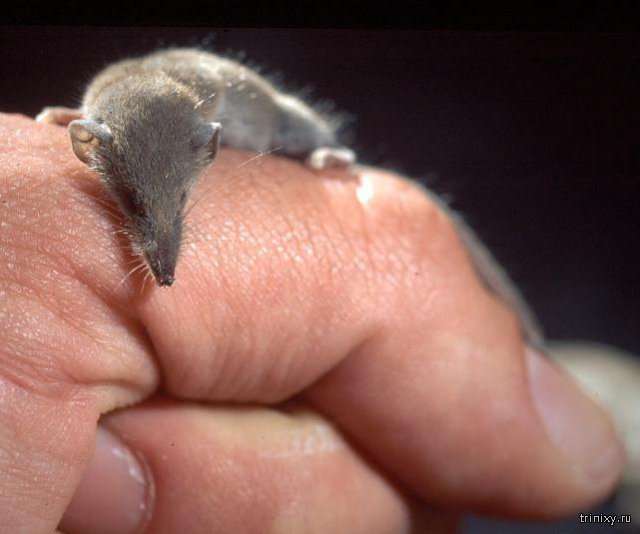 Найменші тварини в світі (11 фото)