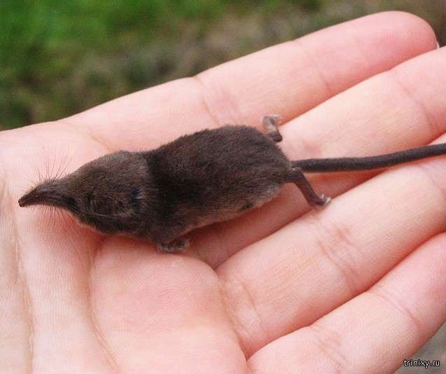 Найменші тварини в світі (11 фото)