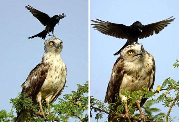 Цікаві фото з воронами (42 фото)