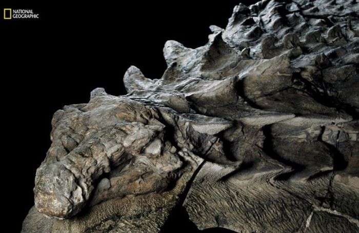 У канадському музеї показали останки нодозавра, яким вже понад 110 мільйонів років (6 фото)