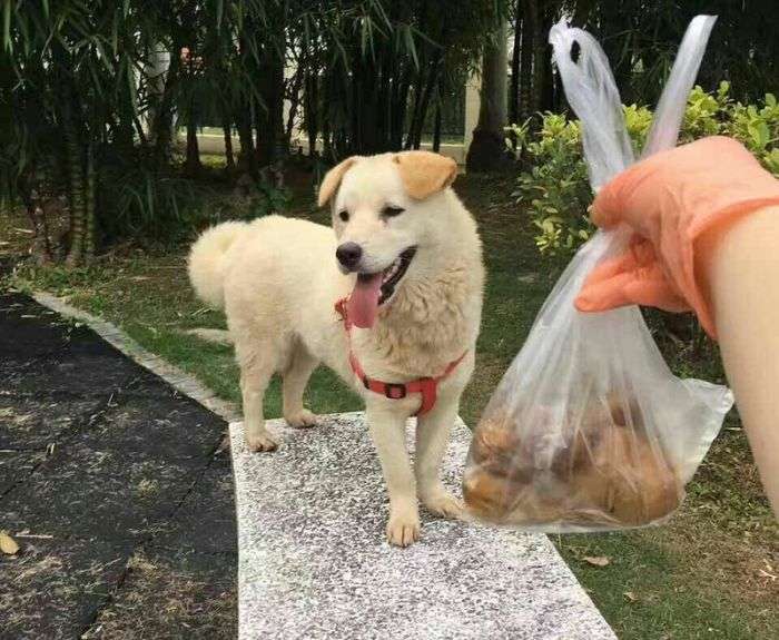 Китаєць врятував собаку, продавалася на забій (8 фото)