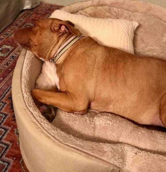 Собака, яка прожила 8 років на ланцюгу, знайшла люблячого господаря (9 фото)