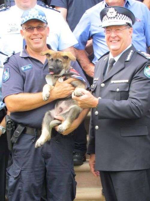 В Австралії дуже доброзичливу собаку виключили з поліцейської академії (14 фото)