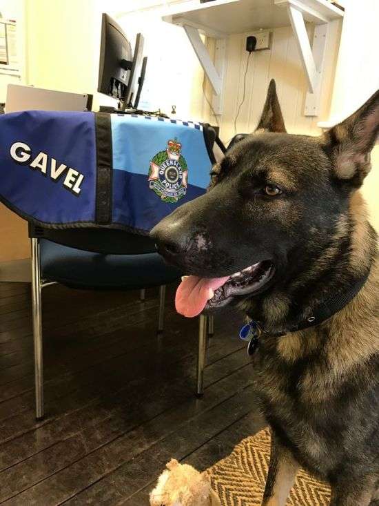 В Австралії дуже доброзичливу собаку виключили з поліцейської академії (14 фото)
