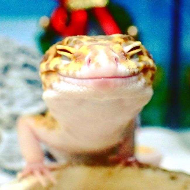 Милота дня: усміхнений гекон (9 фото)
