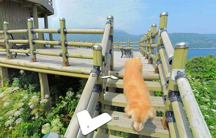 Зацікавившись камерою пес потрапив на знімки Google Street View (7 фото)