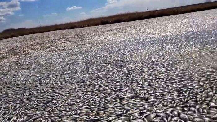 Масова загибель риби в озері Кунашак в Челябінській області (5 фото + відео)