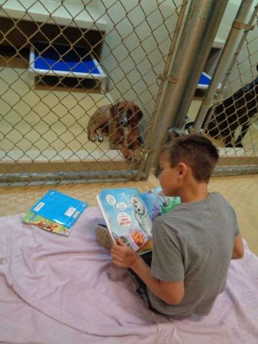 Американські школярі вшановували книги тварин з притулку (9 фото)