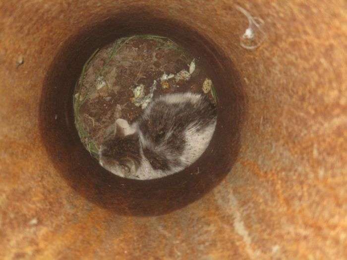 Для порятунку кошеня в Челябінську демонтували ліхтарний стовп (6 фото)