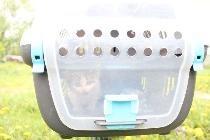 Для порятунку кошеня в Челябінську демонтували ліхтарний стовп (6 фото)