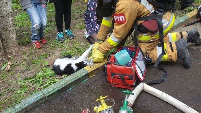 Пожежники врятували тварин (4 фото)