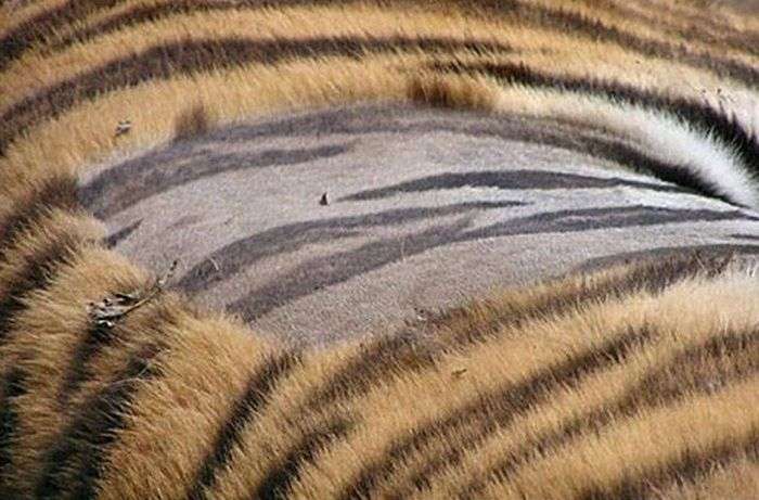 Як видумаєте, смугаста у тигра шкіра чи ні? (5 фото)