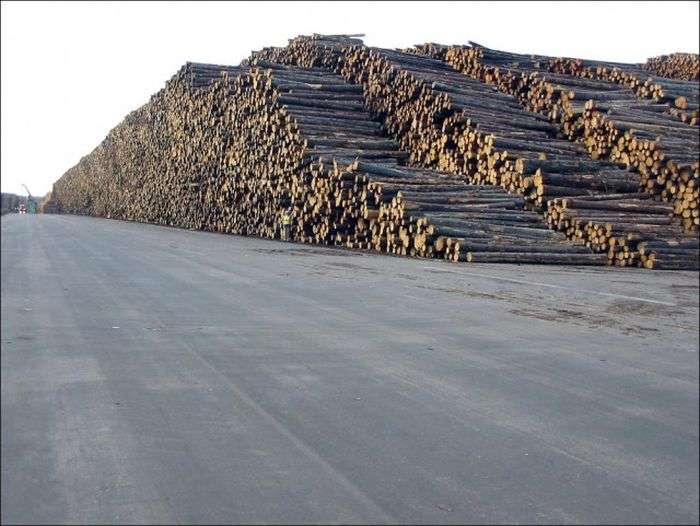 Найбільше у світі сховище деревини в Швеції (6 фото)