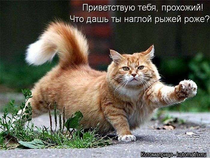 Кращі котоматриці тижні (50 фото)