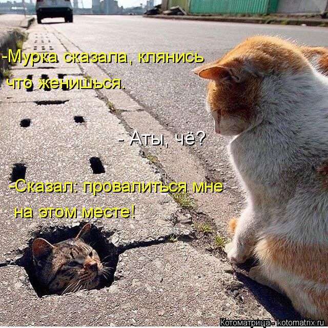 Кращі котоматриці тижні (50 фото)