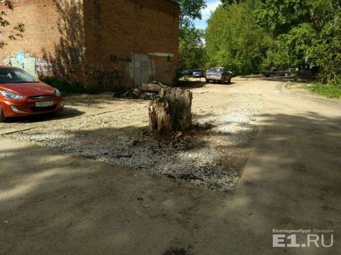 У Єкатеринбурзі старий пень посеред дороги закатали в асфальт (3 фото)