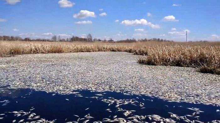Масова загибель риби в озері Кунашак в Челябінській області (5 фото + відео)