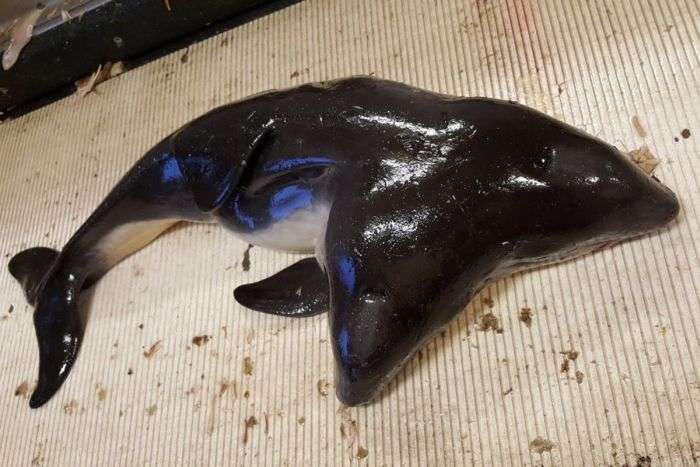 У Північному морі виловили двоголову морську свиню (3 фото)