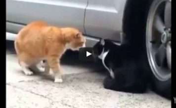 Швидкі й смішні