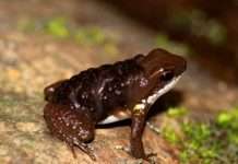 Найменші тварини в світі (11 фото)