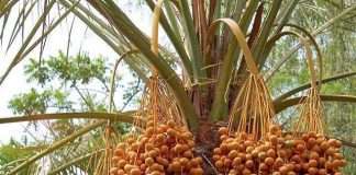 Самі солодкі продукти в світі (8 фото)