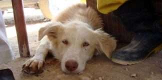 Тварини в притулку і вдома (33 фото)