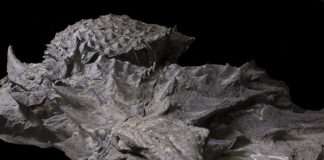 У канадському музеї показали останки нодозавра, яким вже понад 110 мільйонів років (6 фото)