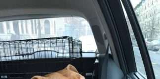 Собака, яка прожила 8 років на ланцюгу, знайшла люблячого господаря (9 фото)