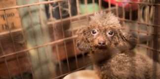 Порятунок маленького пуделя (12 фото)