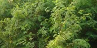 Знайдіть снайпера на цьому фото (2 фото)