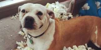 Забавні собачки (22 фото)