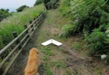 Зацікавившись камерою пес потрапив на знімки Google Street View (7 фото)