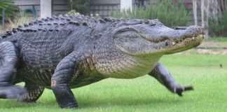 Алігатор вийшов на поле для гольфу (4 фото)