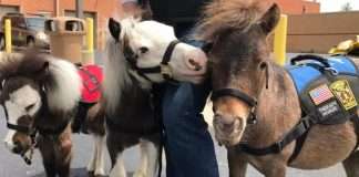 Мініатюрні коні допомагають пасажирам аеропорту боротися з острахом перельотів (5 фото)