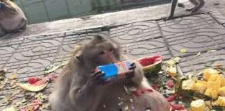 Найтовстішу макаку Бангкока посадять на дієту (10 фото)