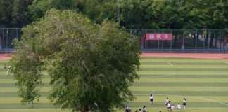 Дерево посеред шкільного стадіону (3 фото)