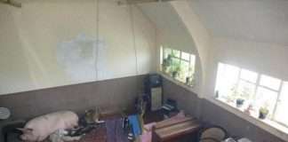 Абсурдні фото з сайтів продажу та оренди нерухомості (24 фото)