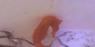 Порятунок морського коника (8 фото)