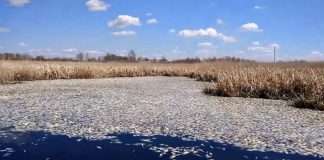 Масова загибель риби в озері Кунашак в Челябінській області (5 фото + відео)