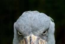 Так чи небезпечна ця птиця, як здається? (2 фото)