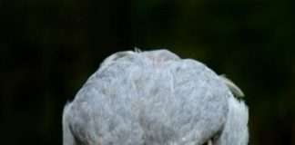 Так чи небезпечна ця птиця, як здається? (2 фото)