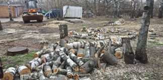 У Сергієвому Посаді зрубали Гай Перемоги, висаджену ветеранами (9 фото)