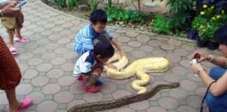 Приколи з Таїланду (17 фото)