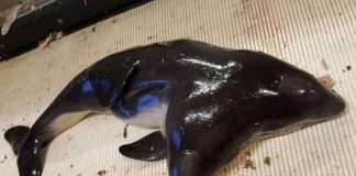 У Північному морі виловили двоголову морську свиню (3 фото)