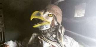 Таке зустрічається тільки в США (32 фото)