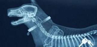 Предмети, які не дуже хочеться бачити всередині себе (22 фото)