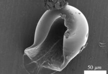 Зламайте нанокультурну оболонку, щоб розблокувати нові межі в дослідженні мікробіоми