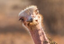 “Рідкісний” предок розкриває, як величезні смішні птахи досягли далеких земель