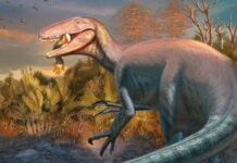 Гігантський динозавр з “кігтями, такими як хедж -турмемери”, знайдені з ногами Крока, все ще в щелепах в Аргентині