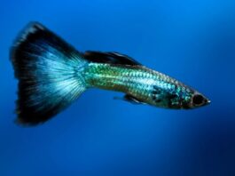 Гуппі піддаються оптичній ілюзії. Голуби зазвичай цього не роблять.